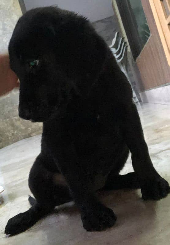 Labrador Bith Black Female Puppy 1