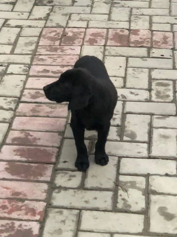 Labrador Bith Black Female Puppy 2