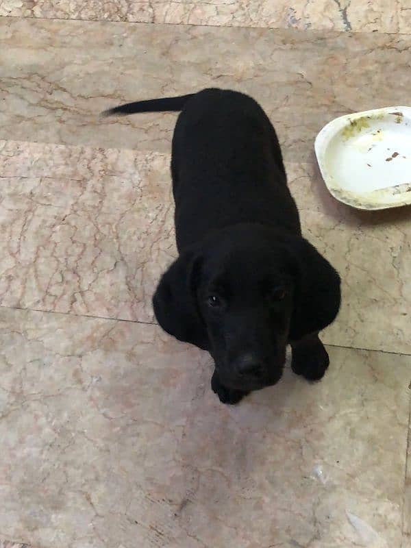 Labrador Bith Black Female Puppy 3