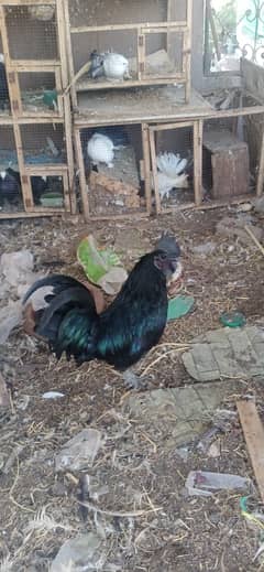 Ayam cemani male . Polish Male , Phoenix Male