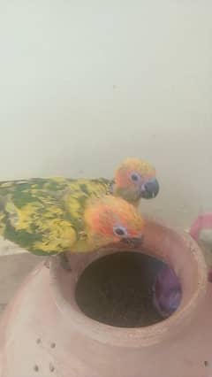 SUN CONURE chick