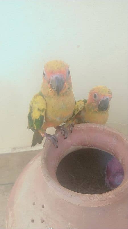 SUN CONURE chick 1