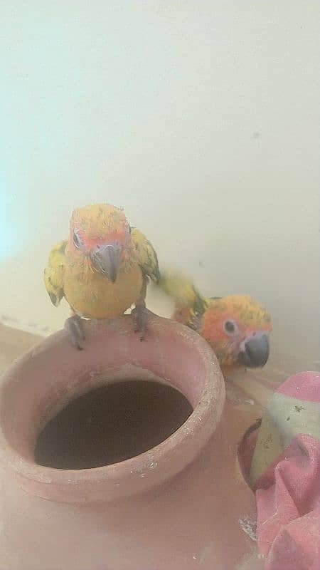 SUN CONURE chick 2