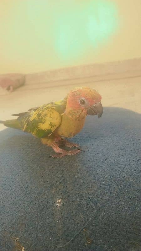 SUN CONURE chick 3