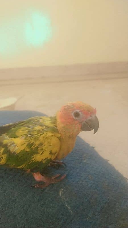 SUN CONURE chick 4