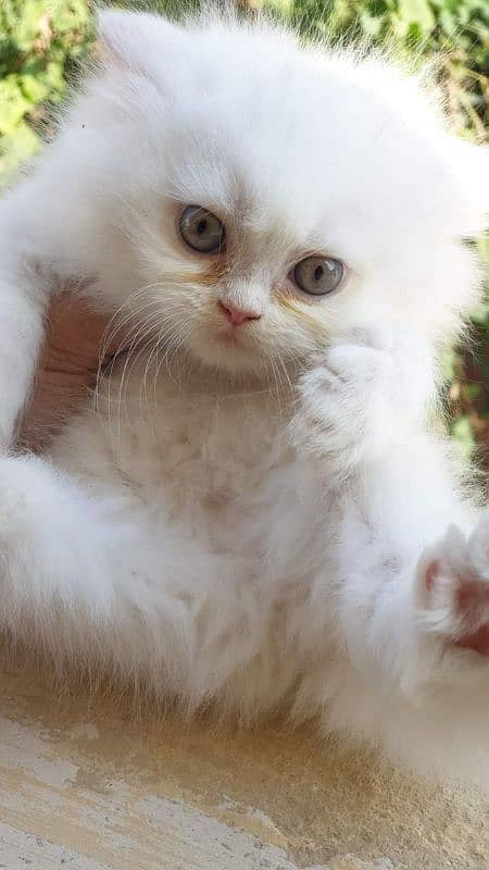 Persian Cat 0