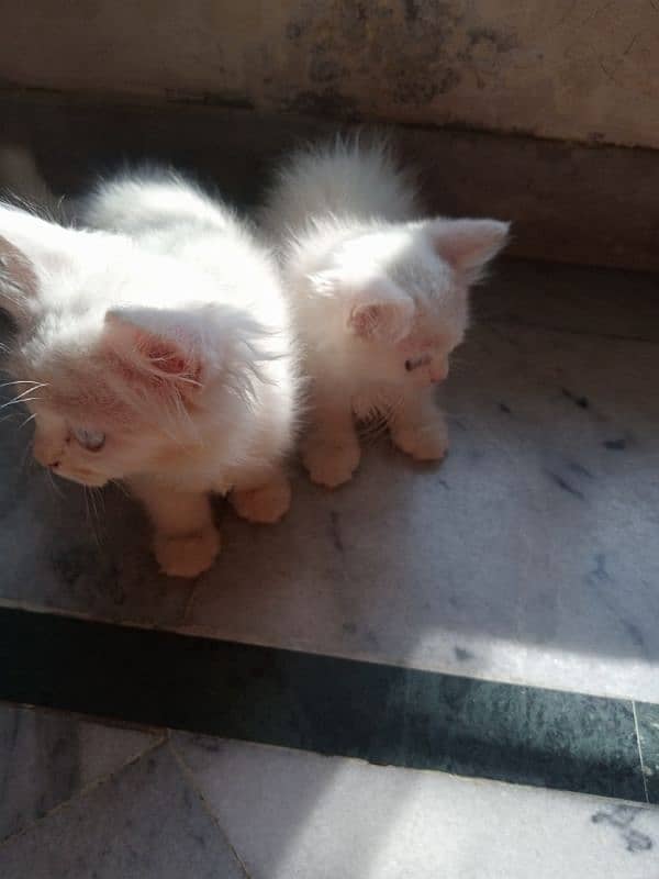 pair of persian kittens 0