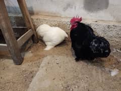 Cochin Bantam Breeder Pair