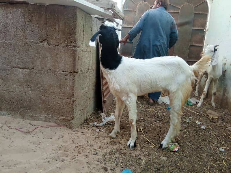 rajanpuri pair of goats 0