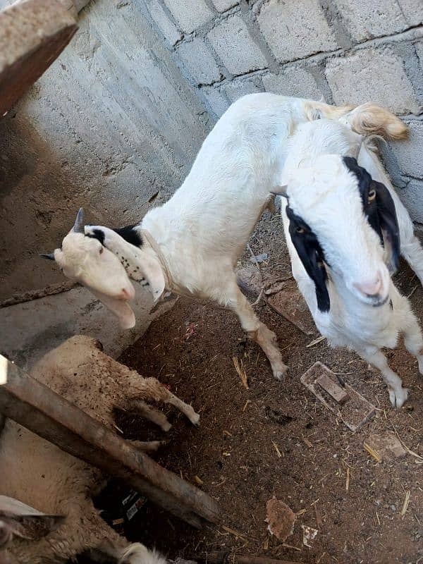 rajanpuri pair of goats 1