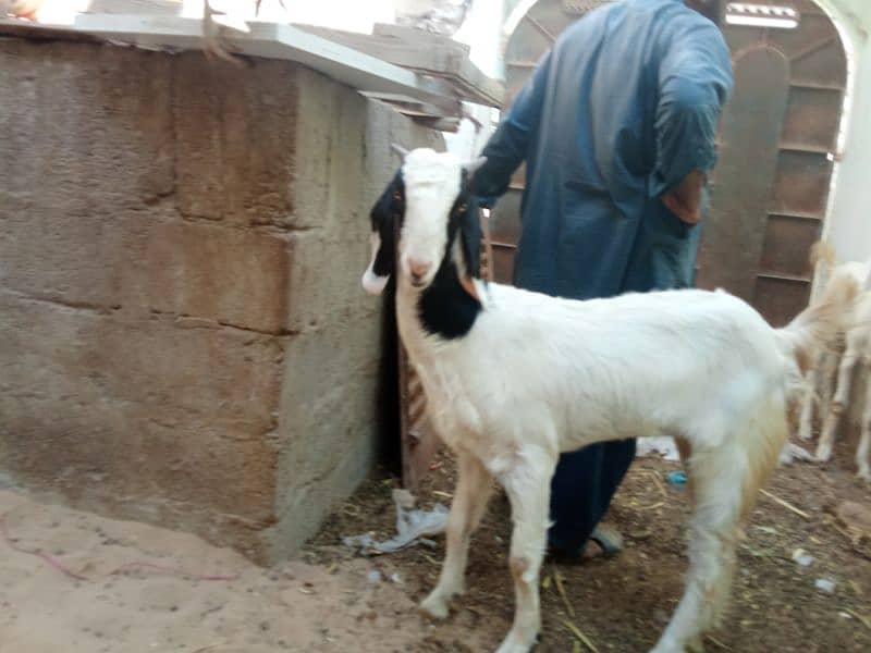 rajanpuri pair of goats 2