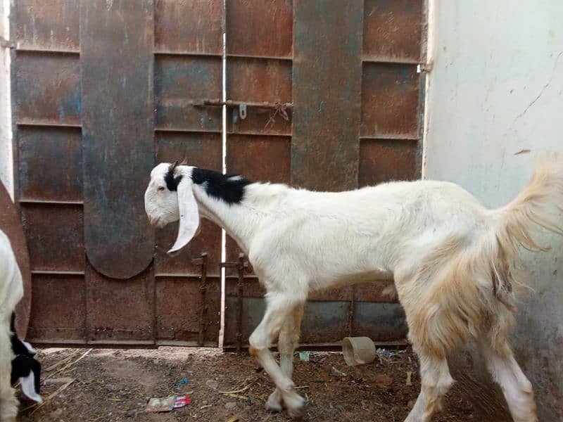 rajanpuri pair of goats 3