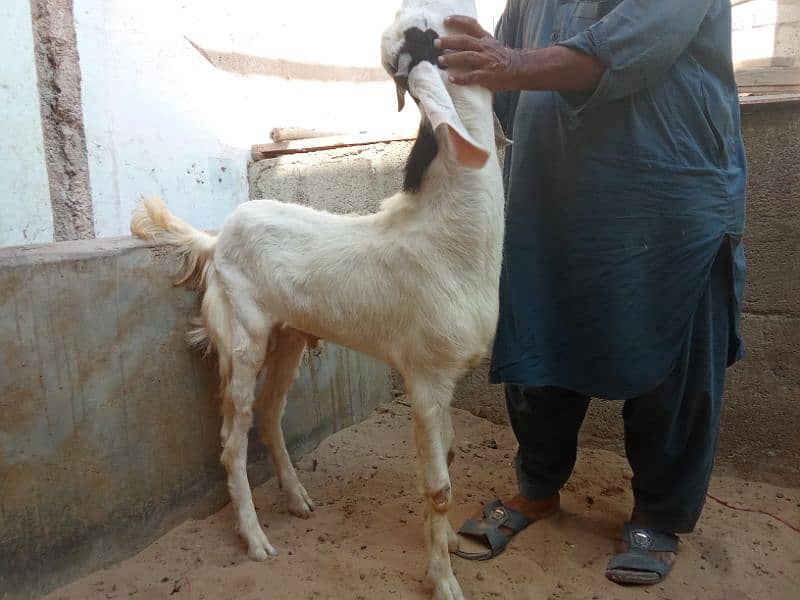 rajanpuri pair of goats 4