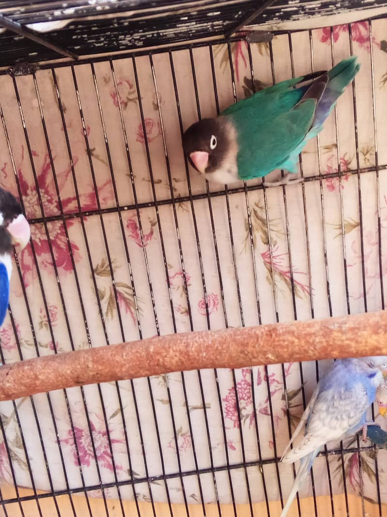 White jawa Budgies Parrot Bajri 0