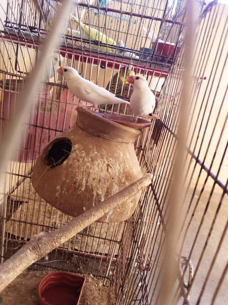 White jawa Budgies Parrot Bajri 1