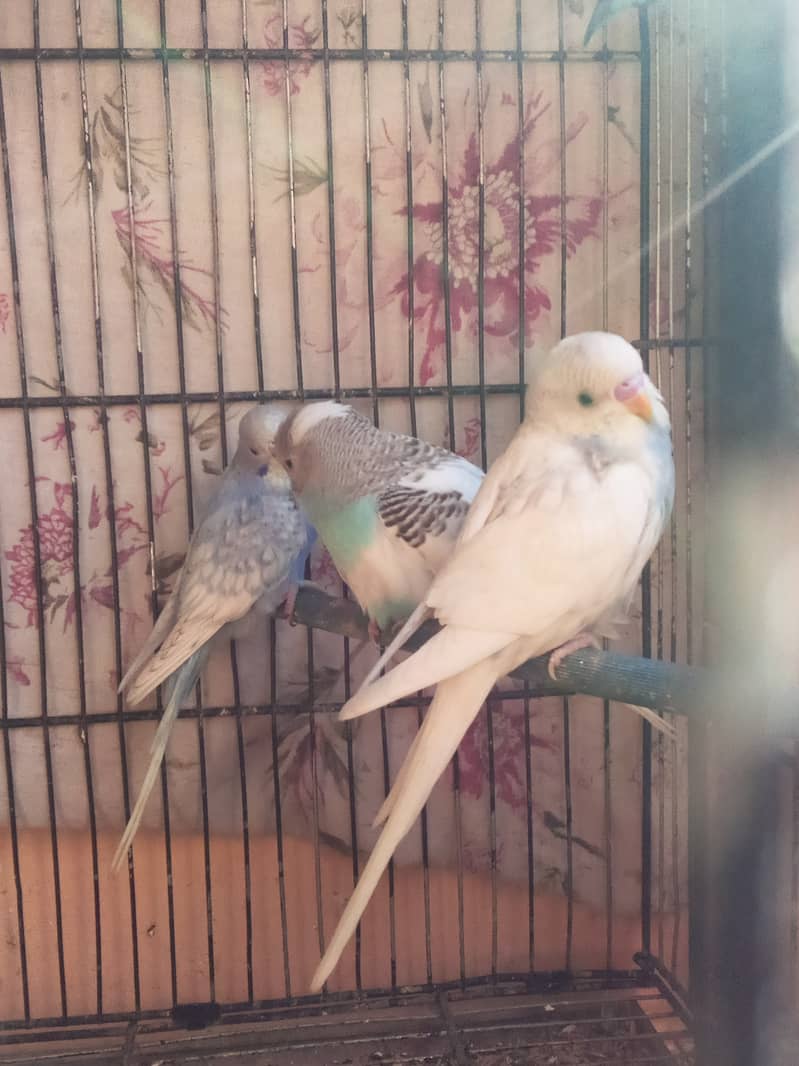 White jawa Budgies Parrot Bajri 2