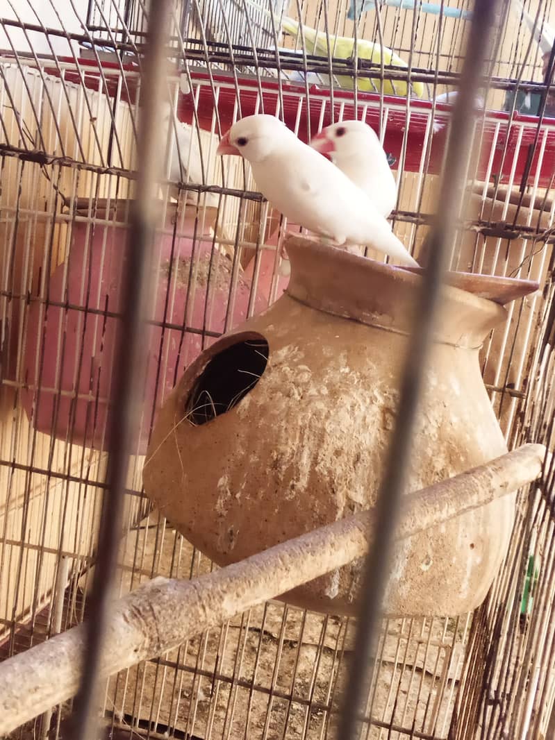 White jawa Budgies Parrot Bajri 3