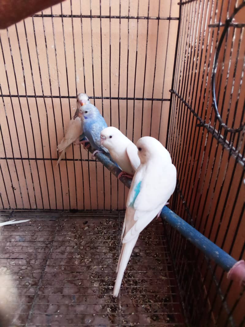 White jawa Budgies Parrot Bajri 4