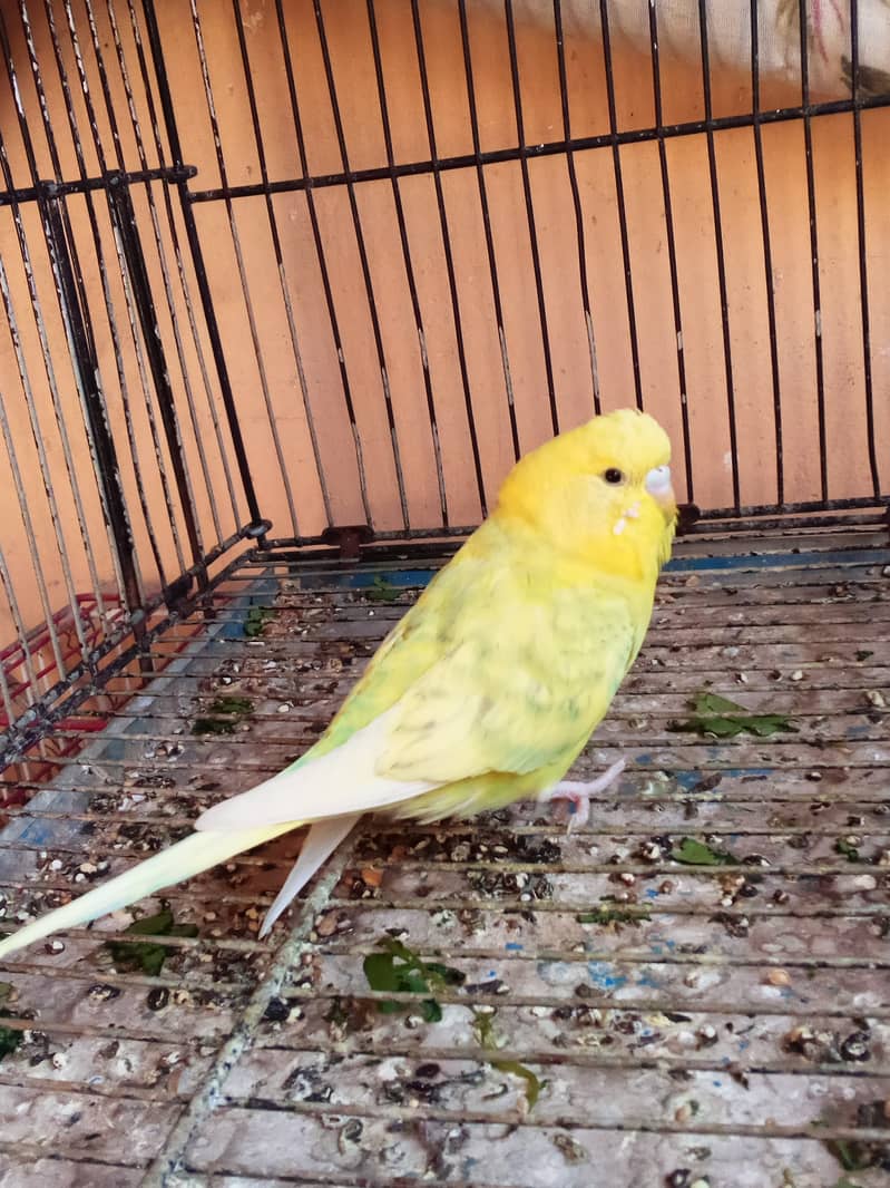 White jawa Budgies Parrot Bajri 6