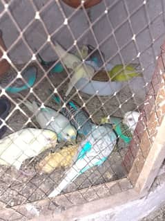 Australian parrot for sale