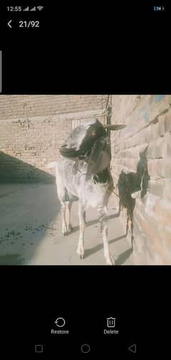 Punjabi bakri 2 bacho k sath