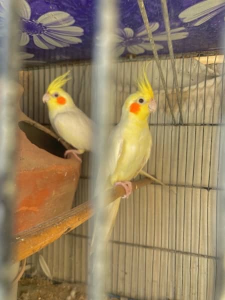 Cream Cocktail parrot bonded pair 1