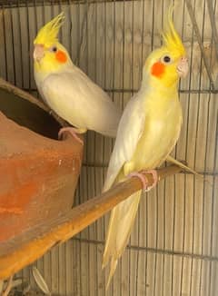 Cream Cocktail parrot bonded pair