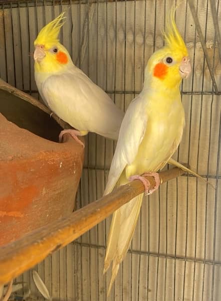 Cream Cocktail parrot bonded pair 0