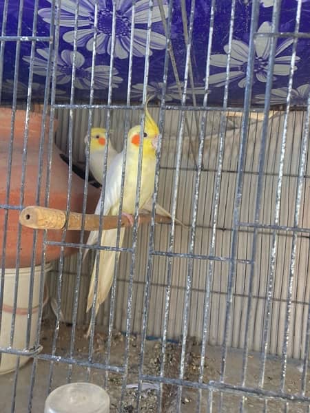 Cream Cocktail parrot bonded pair 2