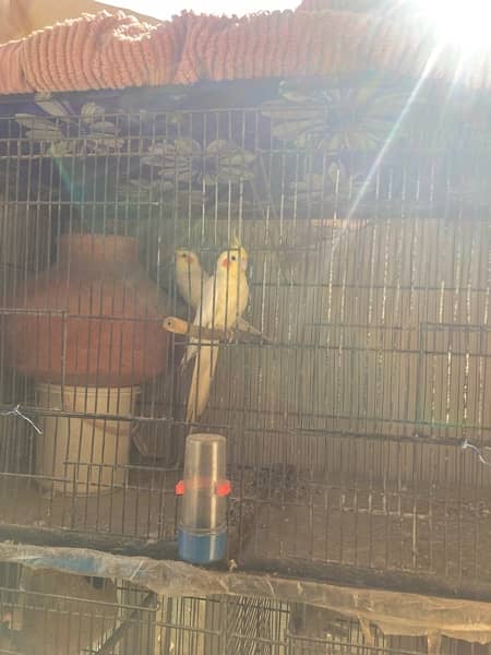 Cream Cocktail parrot bonded pair 3