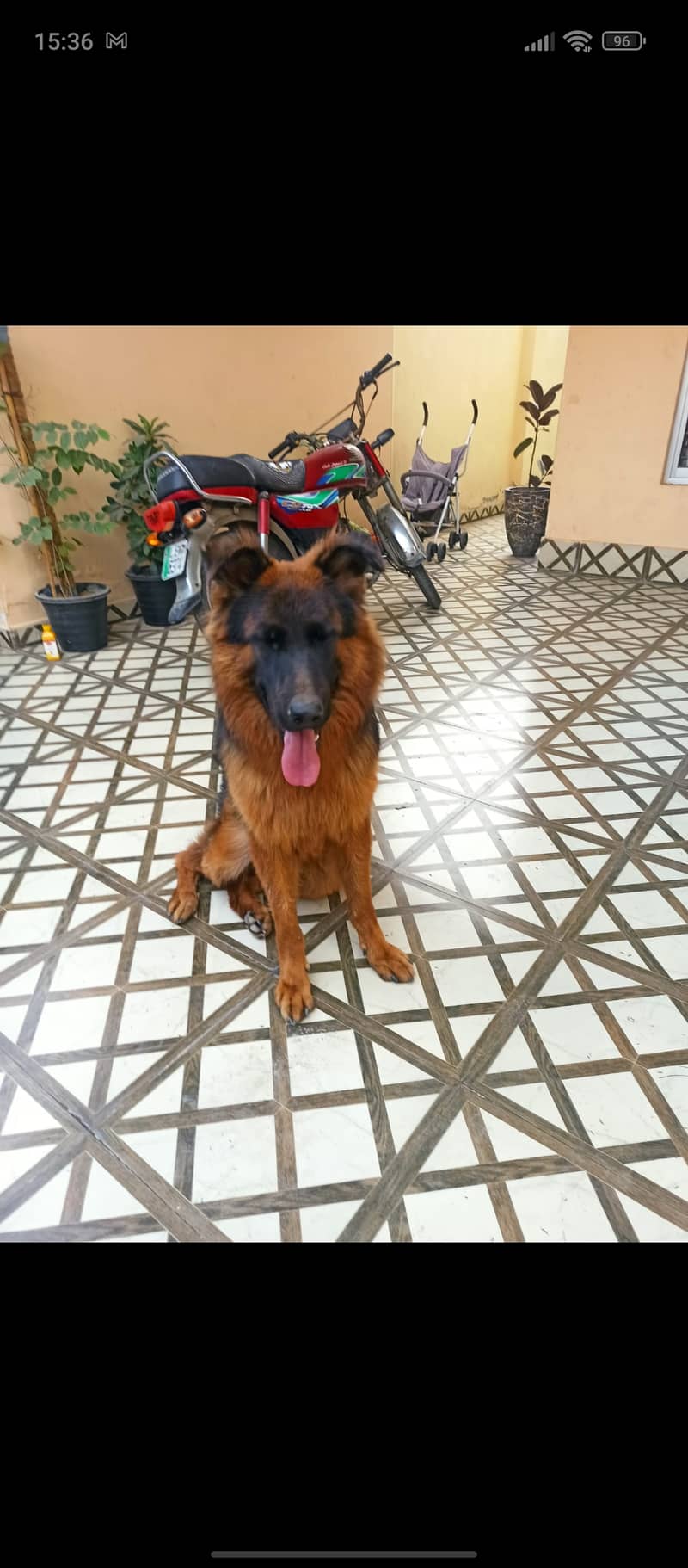 German Shepherd for Sala/ 3