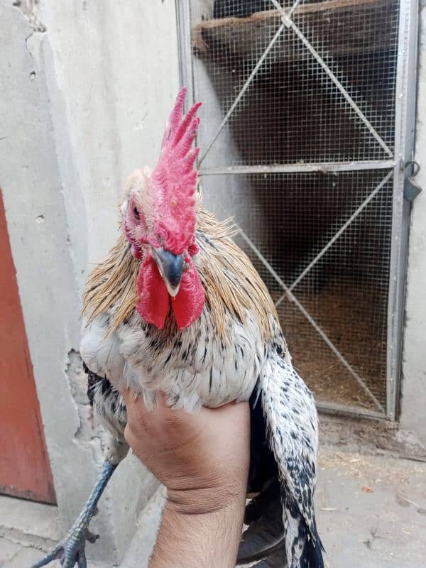 Only one male hen Available 1 year age 0