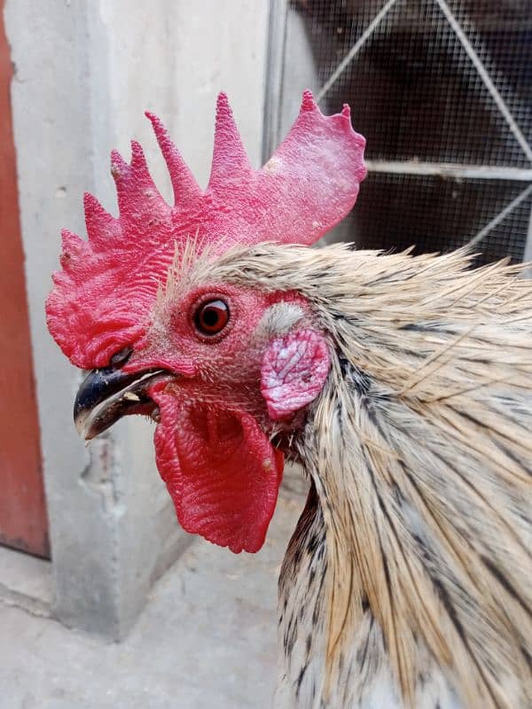 Only one male hen Available 1 year age 1