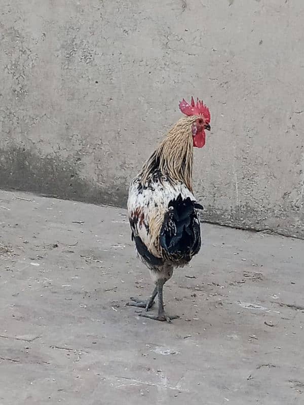 Only one male hen Available 1 year age 2