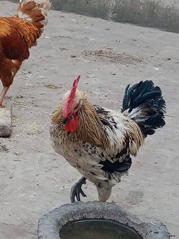 Only one male hen Available 1 year age 3