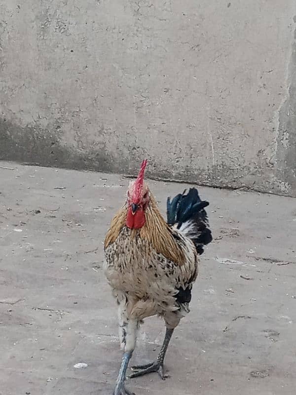 Only one male hen Available 1 year age 4