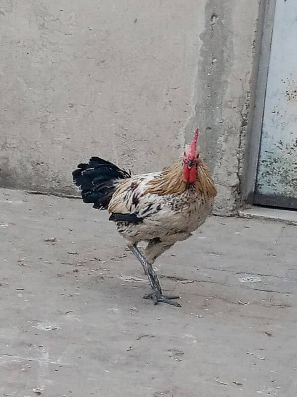 Only one male hen Available 1 year age 5