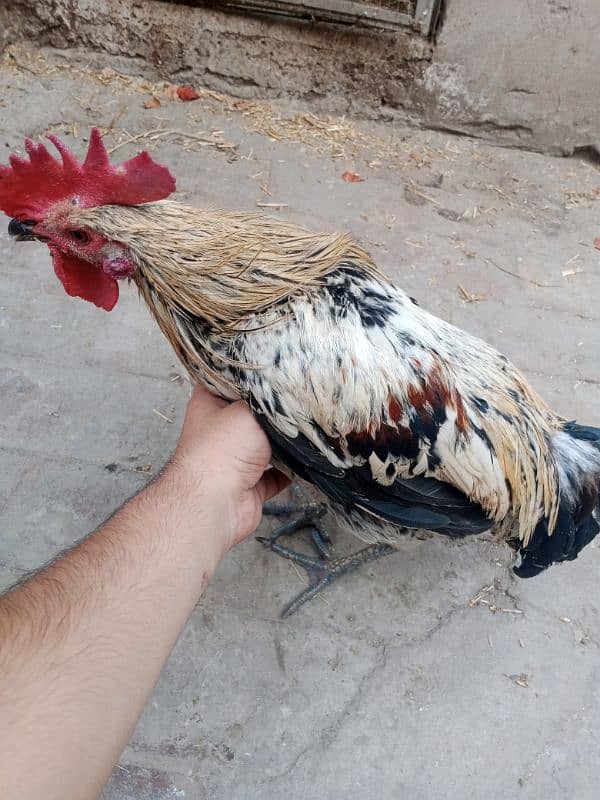 Only one male hen Available 1 year age 6