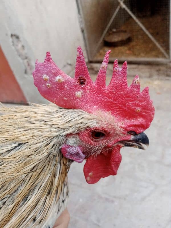 Only one male hen Available 1 year age 8