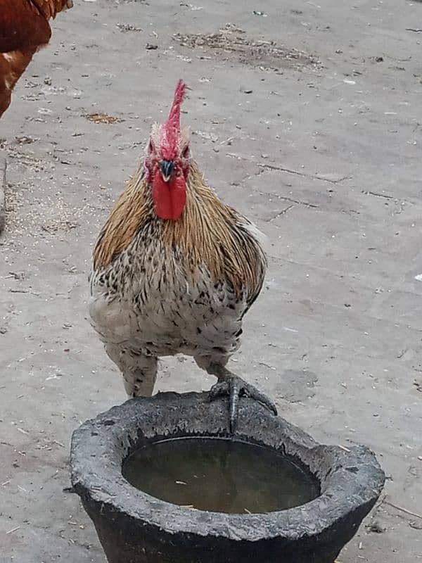 Only one male hen Available 1 year age 9