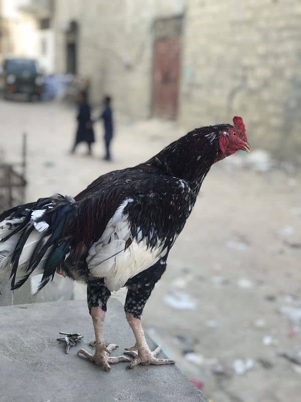 Umer Zaib Chicken Farming 5