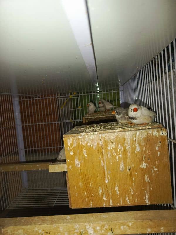 Zebra Finches 0