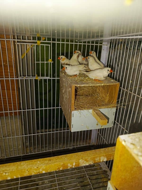 Zebra Finches 1