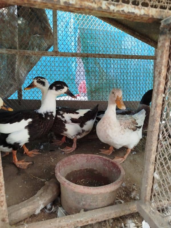 ducks for sale 0