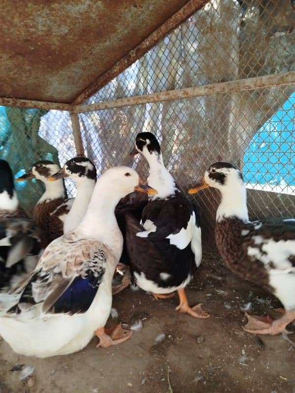 ducks for sale 1