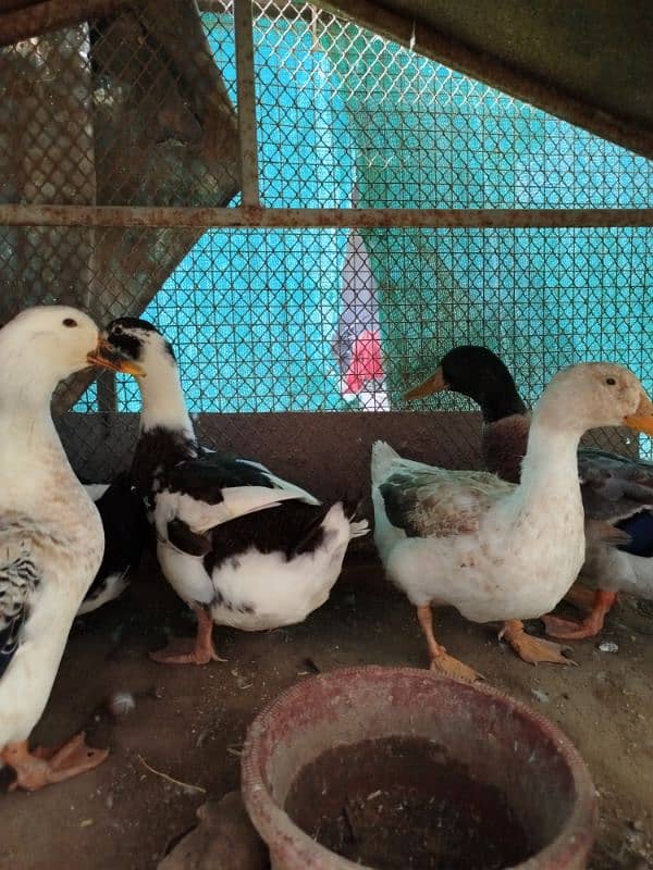 ducks for sale 3