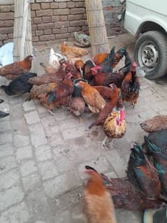 Golden Misri | Silver Golden | Hens | Murgiya | مرغیاں | Chicks | sale