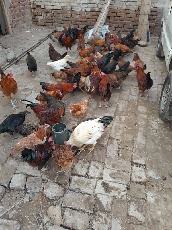 Golden Misri | Silver Golden | Hens | Murgiya | مرغیاں | Chicks | sale 1