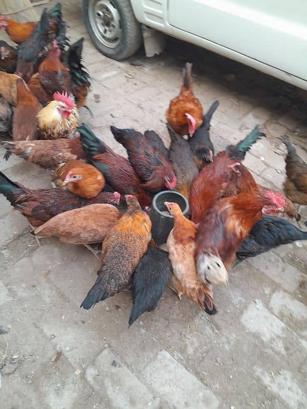 Golden Misri | Silver Golden | Hens | Murgiya | مرغیاں | Chicks | sale 2