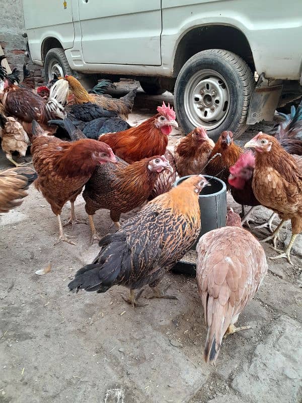 Golden Misri | Silver Golden | Hens | Murgiya | مرغیاں | Chicks | sale 3